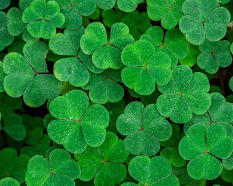 Green three-leaf clovers