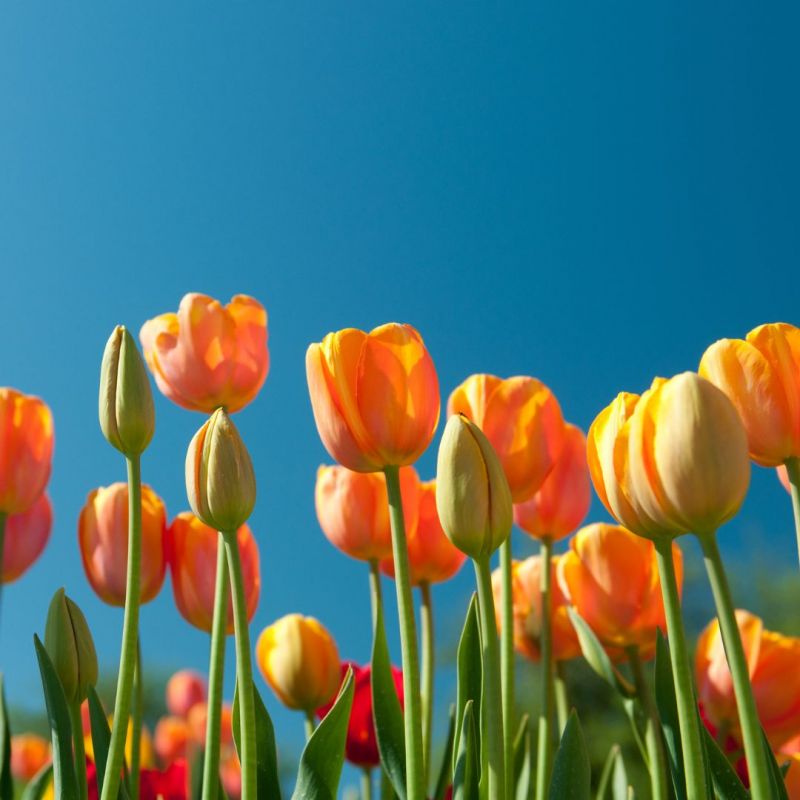 A Look at The J’s Calendar of Upcoming Spring Events